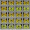 colias erate chrysodona1 volg3 